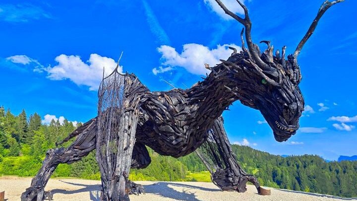 drago alato di vaia lavarone trentino regeneration
