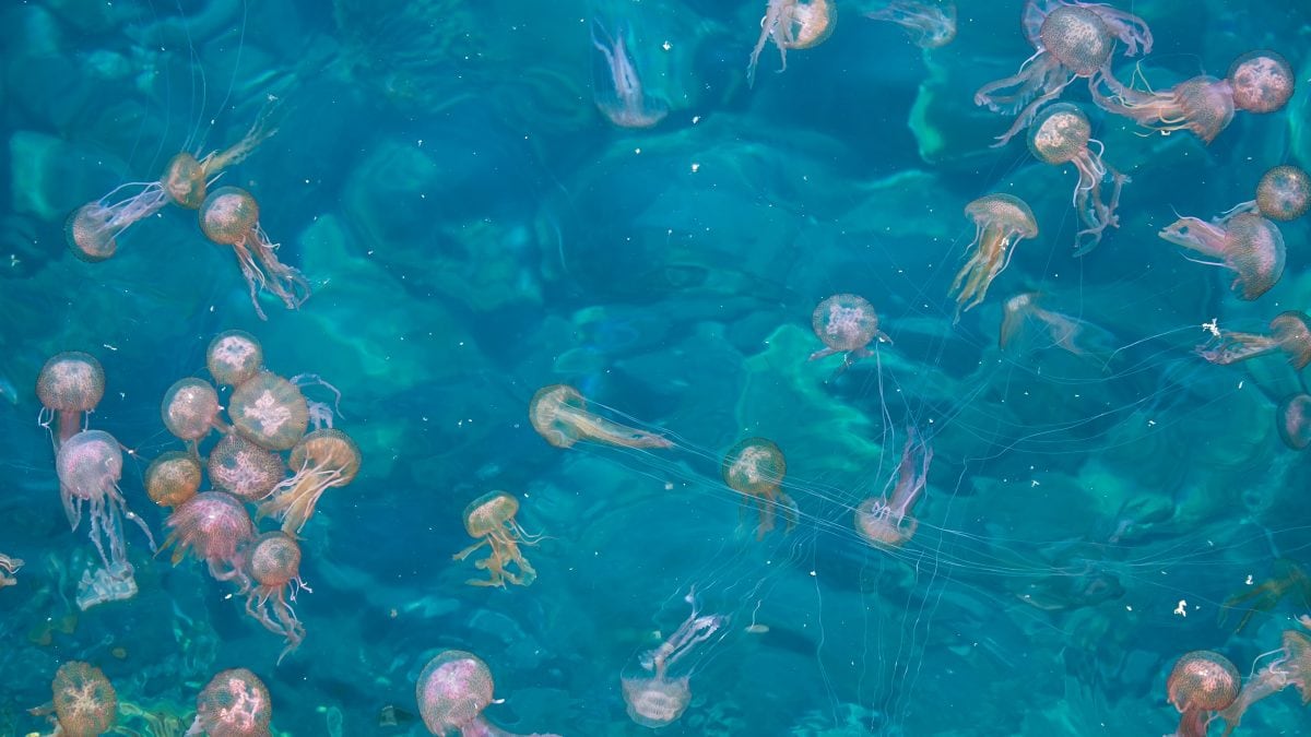 meduse urticanti nel mediterraneo quali sono lista