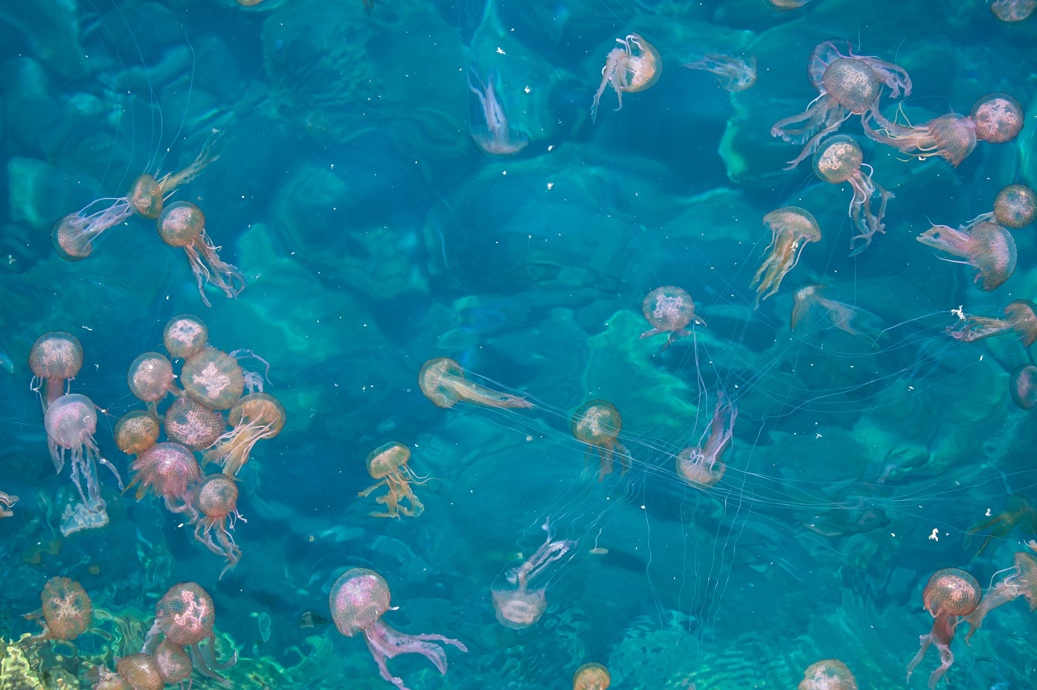 meduse urticanti nel mediterraneo quali sono lista