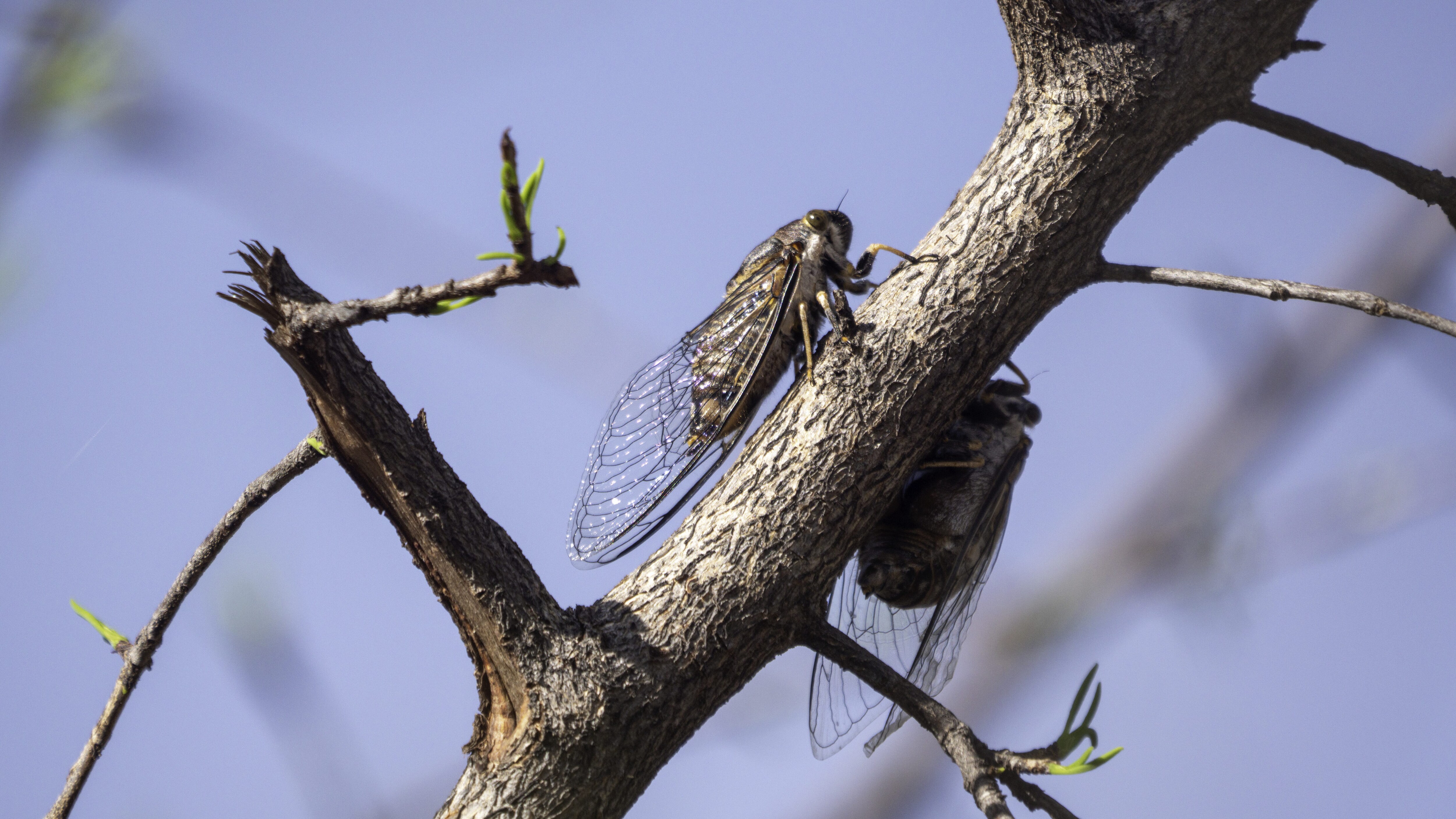 perche cicala solo d'estate