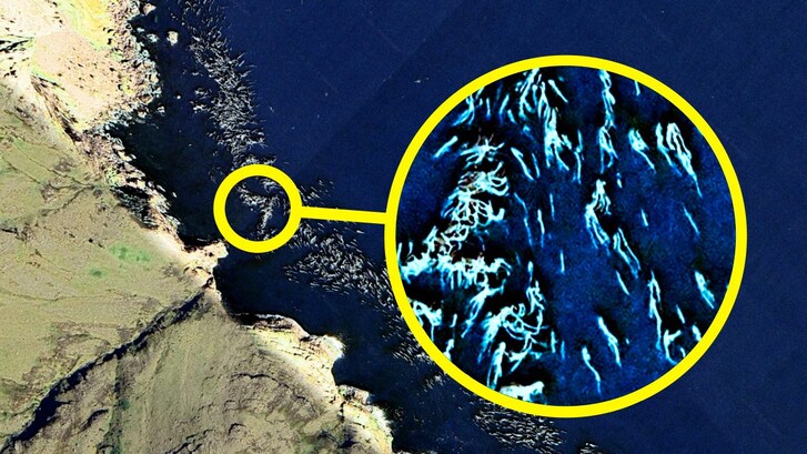 sirene virali google maps earth fake alghe