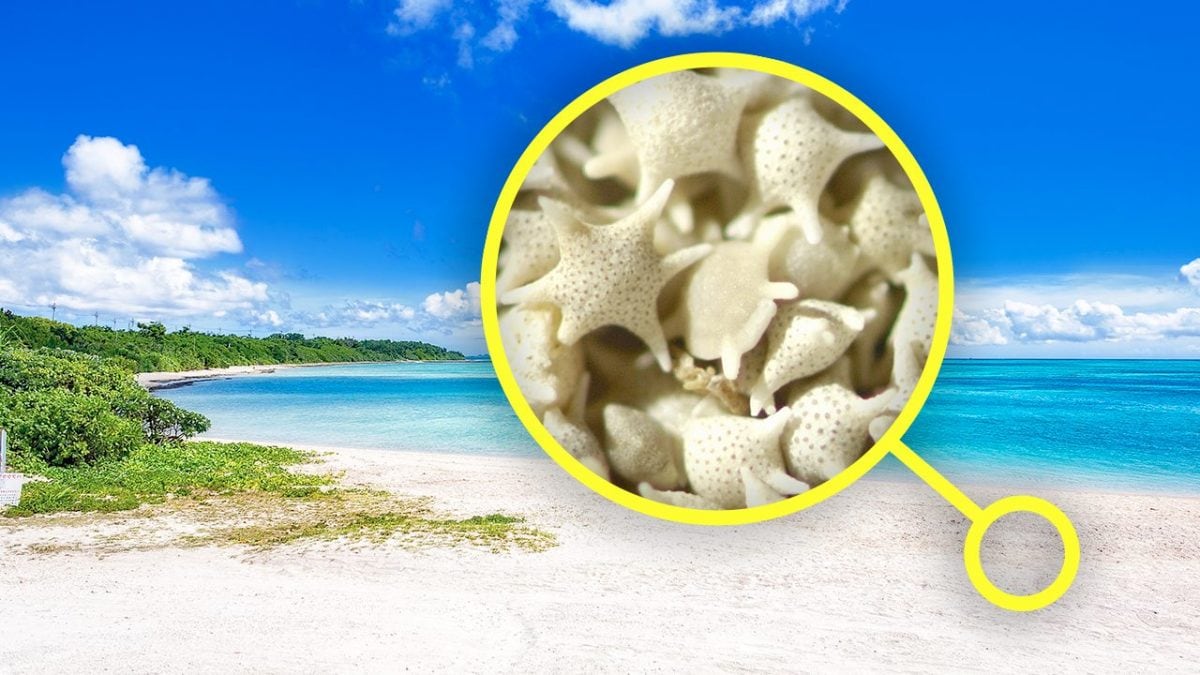 spiaggia sabbia stellata isola okinawa
