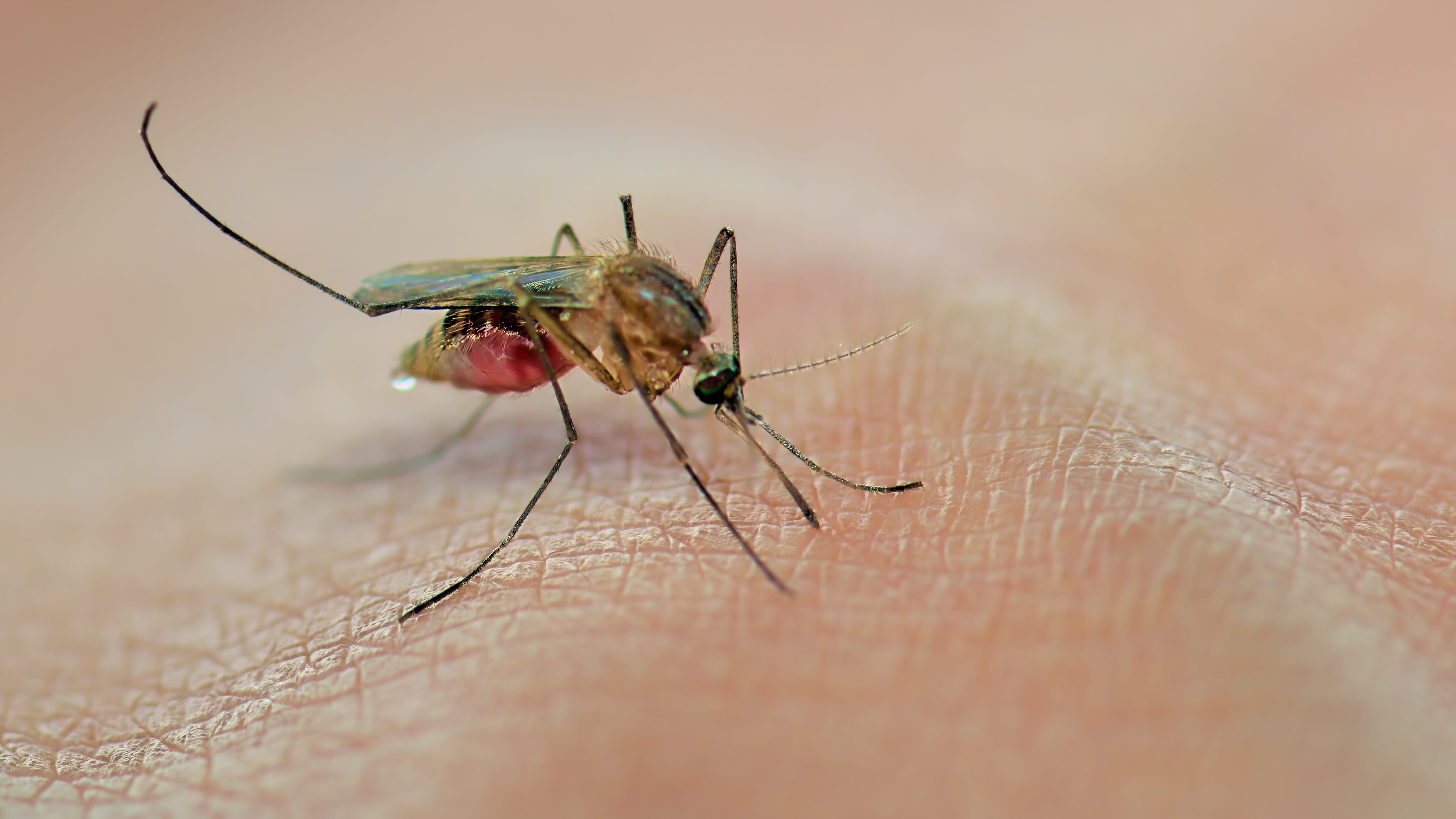 virus zika