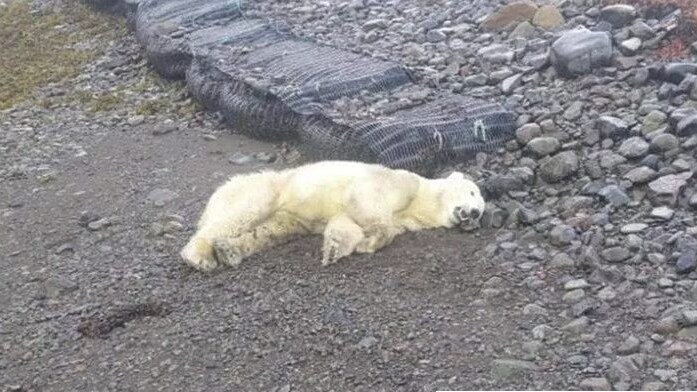 Orso polare abbattuto Islanda