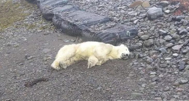Orso polare abbattuto Islanda