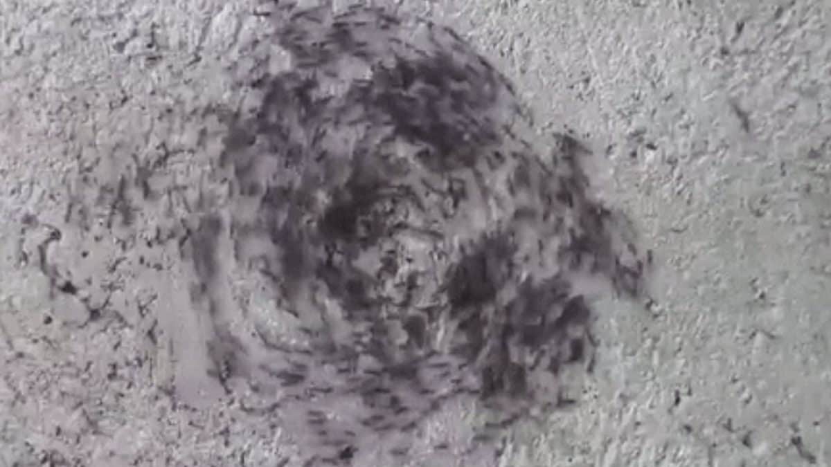 Spirale della morte delle formiche