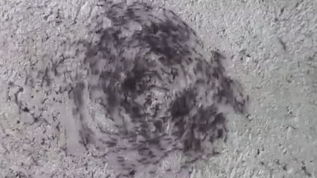 Spirale della morte delle formiche