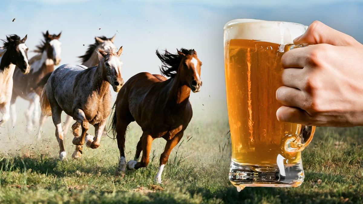 a tutta birra briglia significato origine espressione