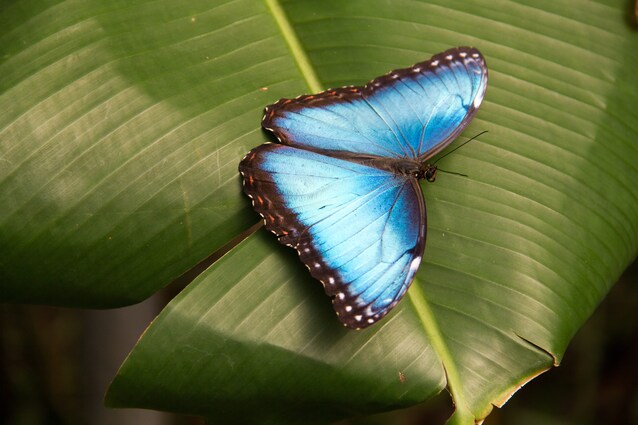 Farfalla morpho blu