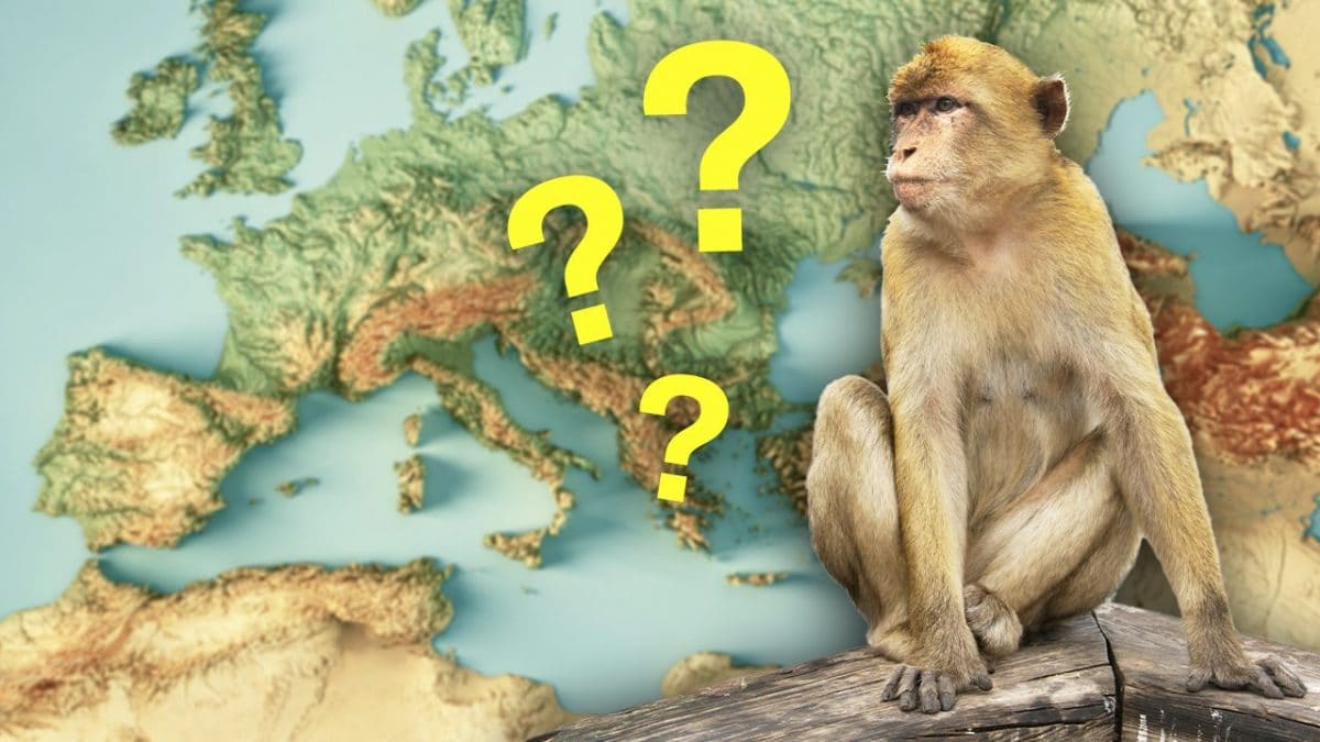 esistono scimmie che vivono in europa rocca gibilterra