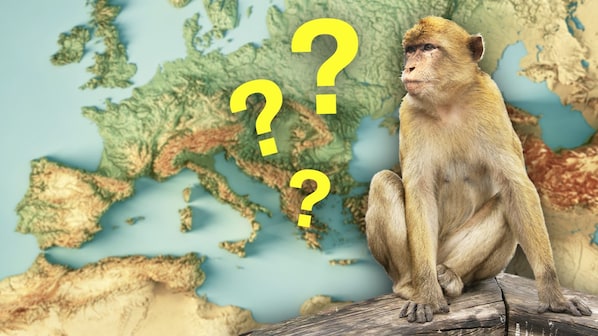 esistono scimmie che vivono in europa rocca gibilterra