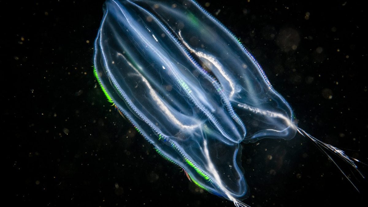 meduse invecchiano al contrario