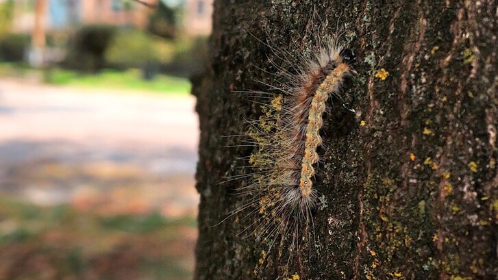 ifantria