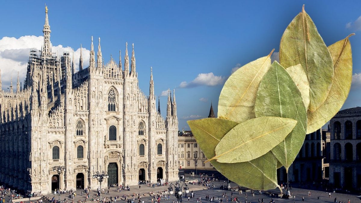 pianta folgie coca cocaina milano 600 scoperta scheletri