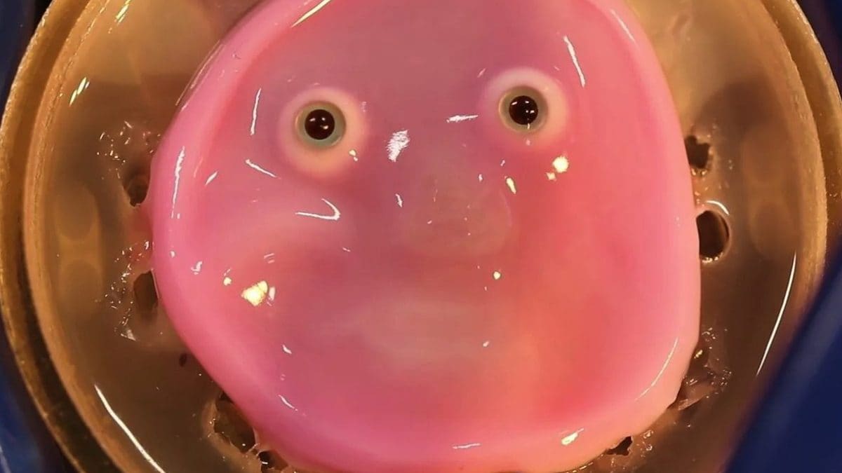 Pelle umana per i robot