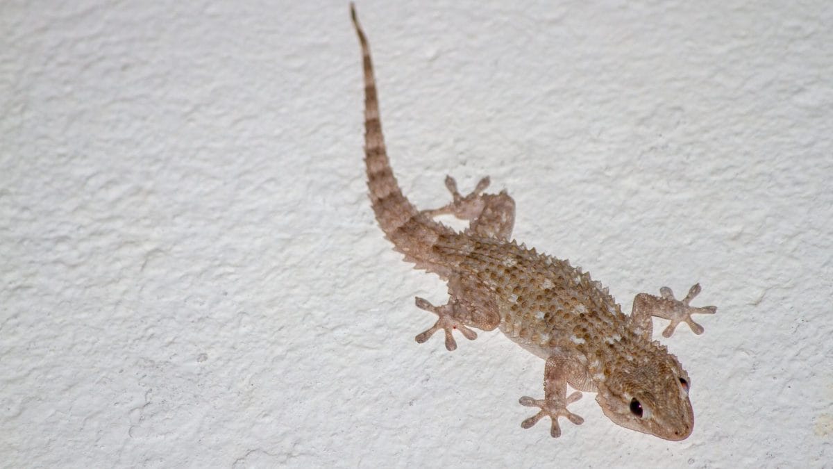 Geco in casa portafortuna