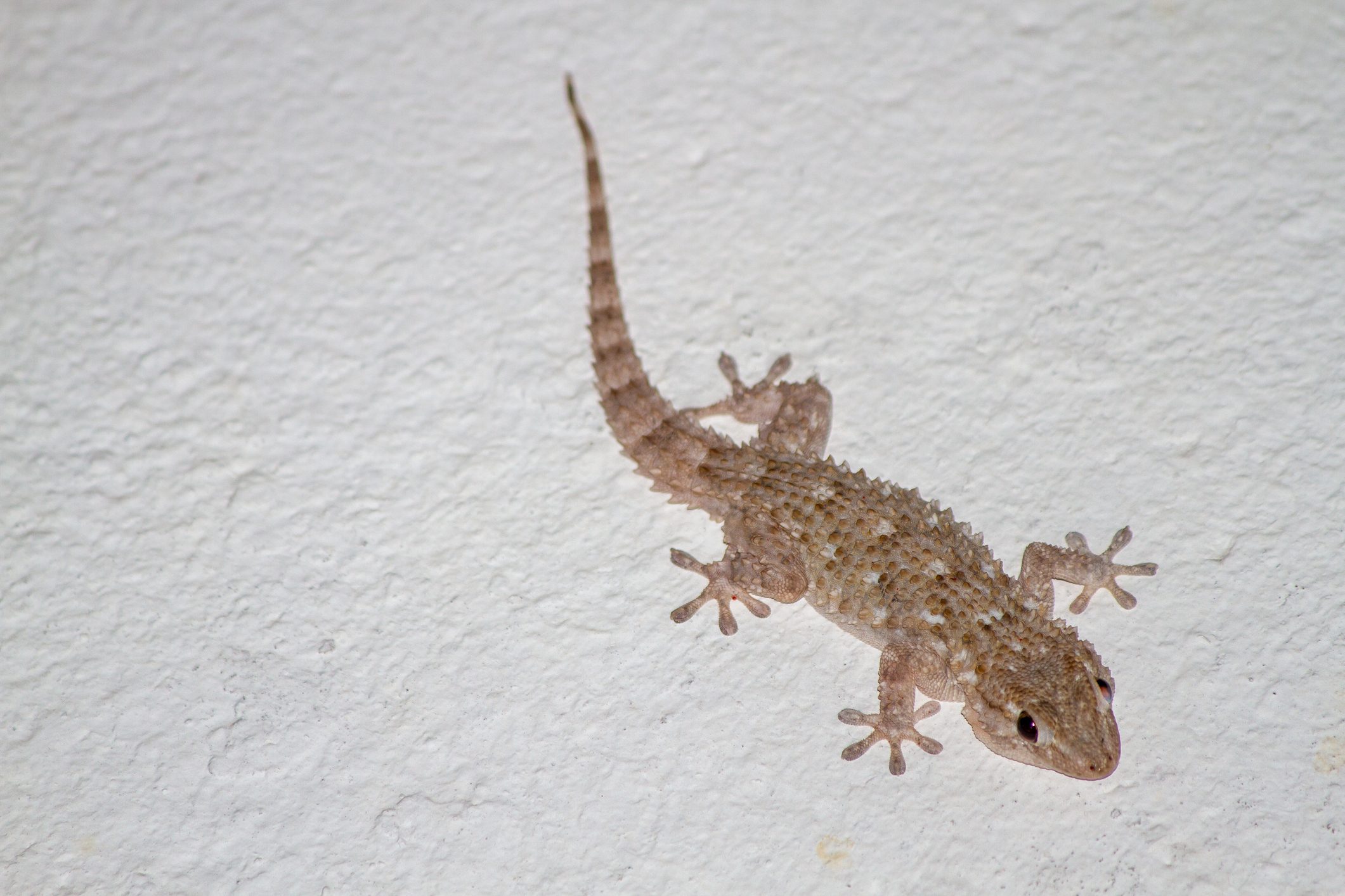 Geco in casa portafortuna