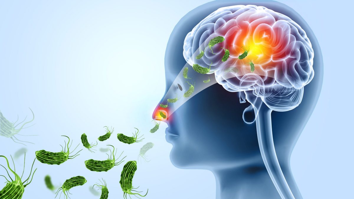 ameba mangiacervello