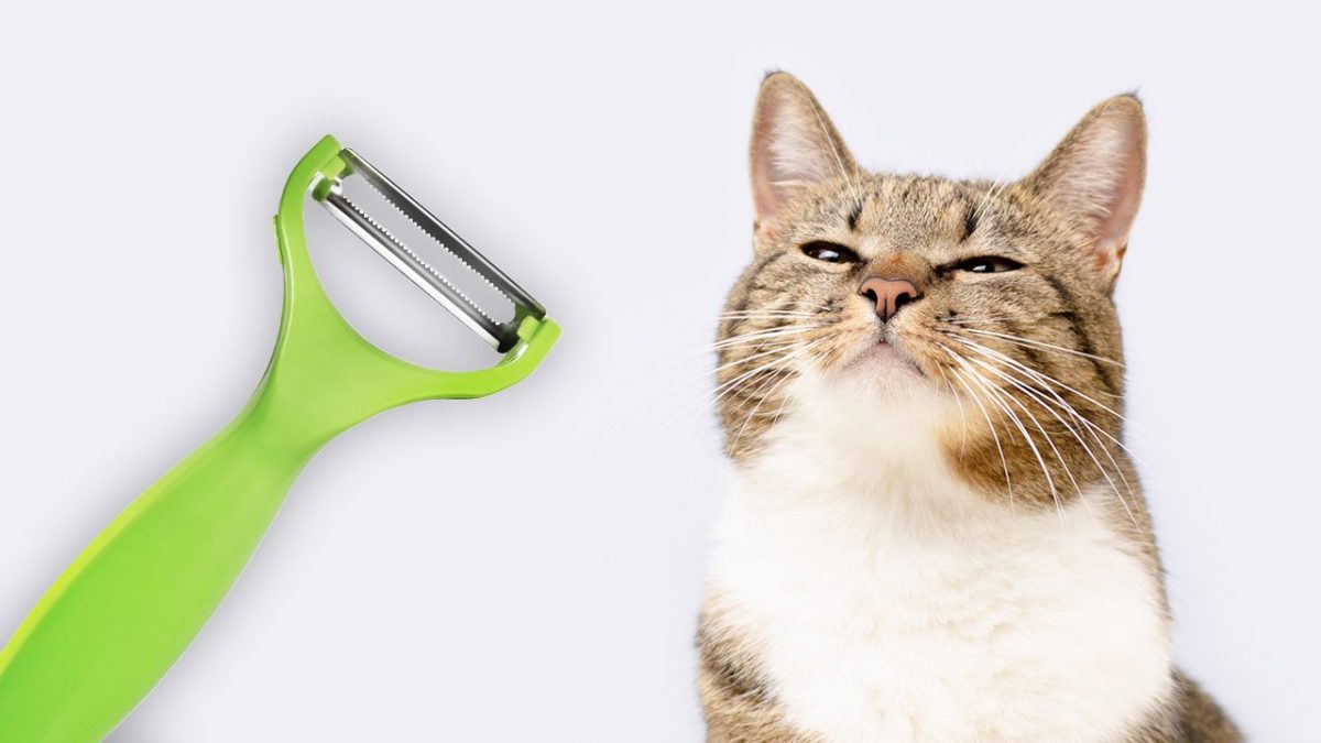 gatta da pelare significato origine espressione modo di dire