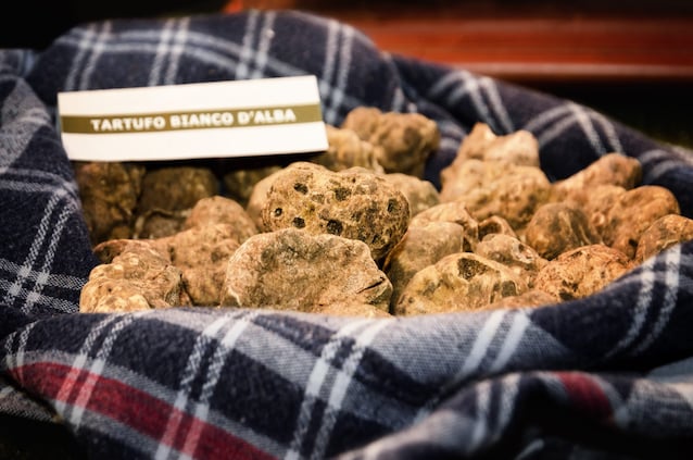 tartufo bianco pregiato