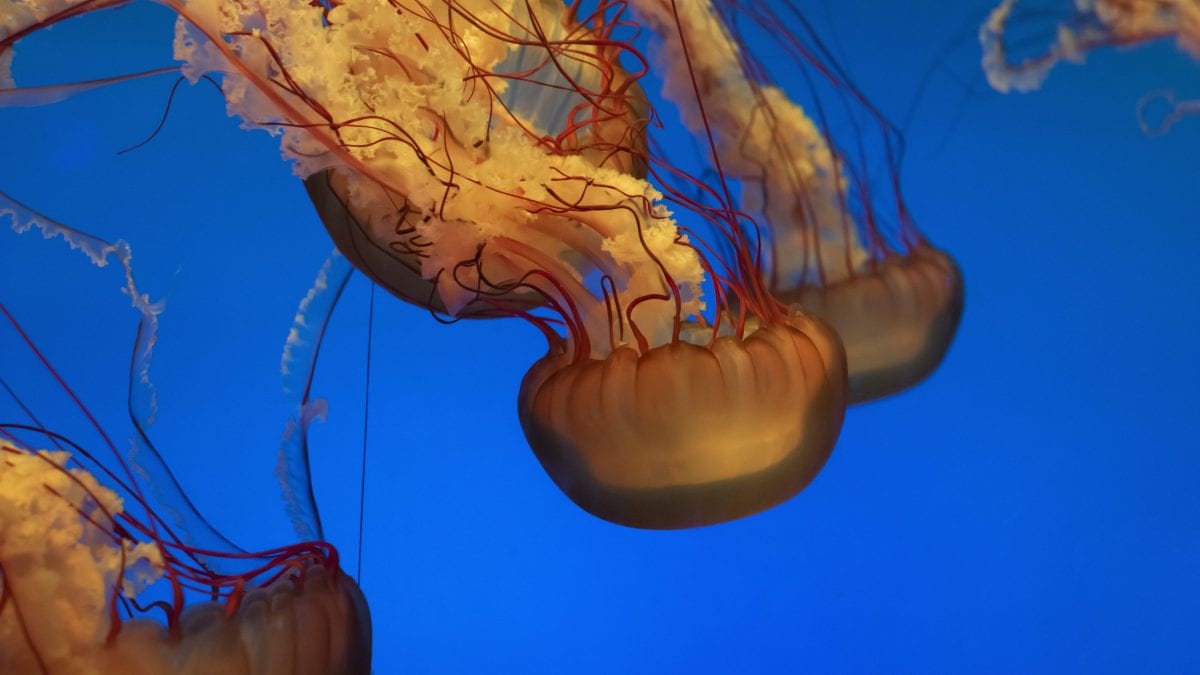 meduse cosa e come mangiano