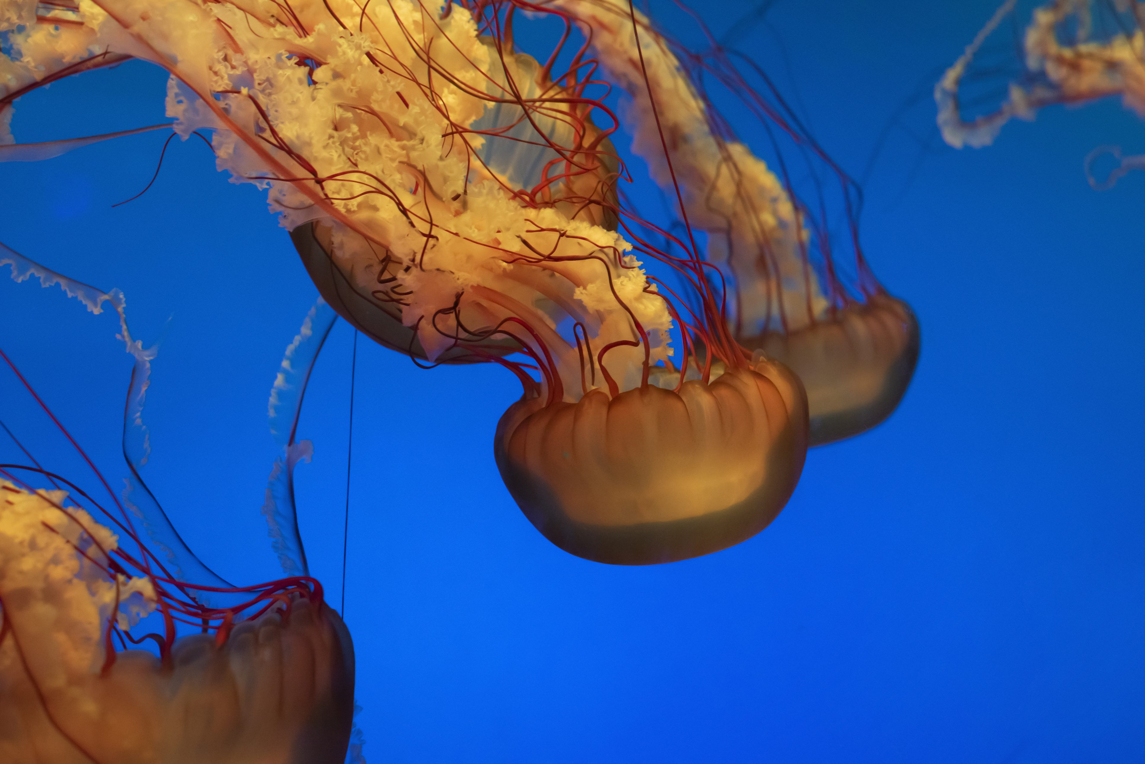 meduse cosa e come mangiano