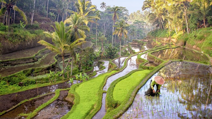 subak sistema irrigazione bali indonesia
