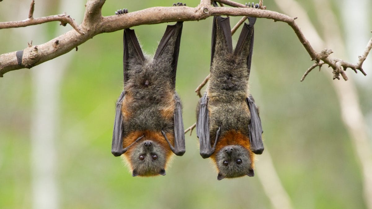Pipistrelli dormono a testa in giù