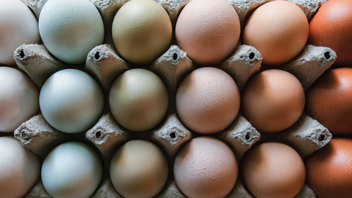 Uova di gallina di colori diversi