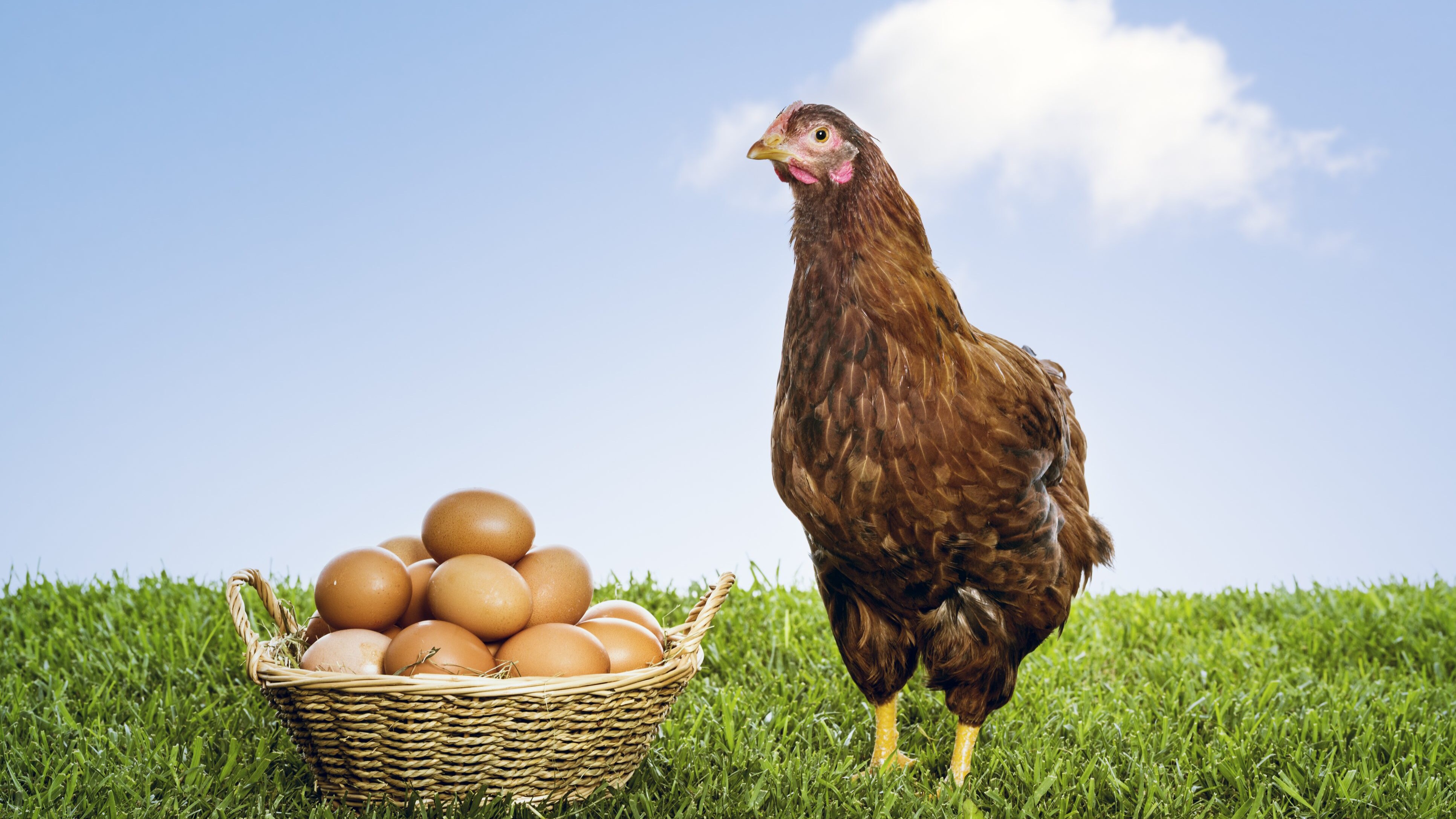 Uovo o gallina prima