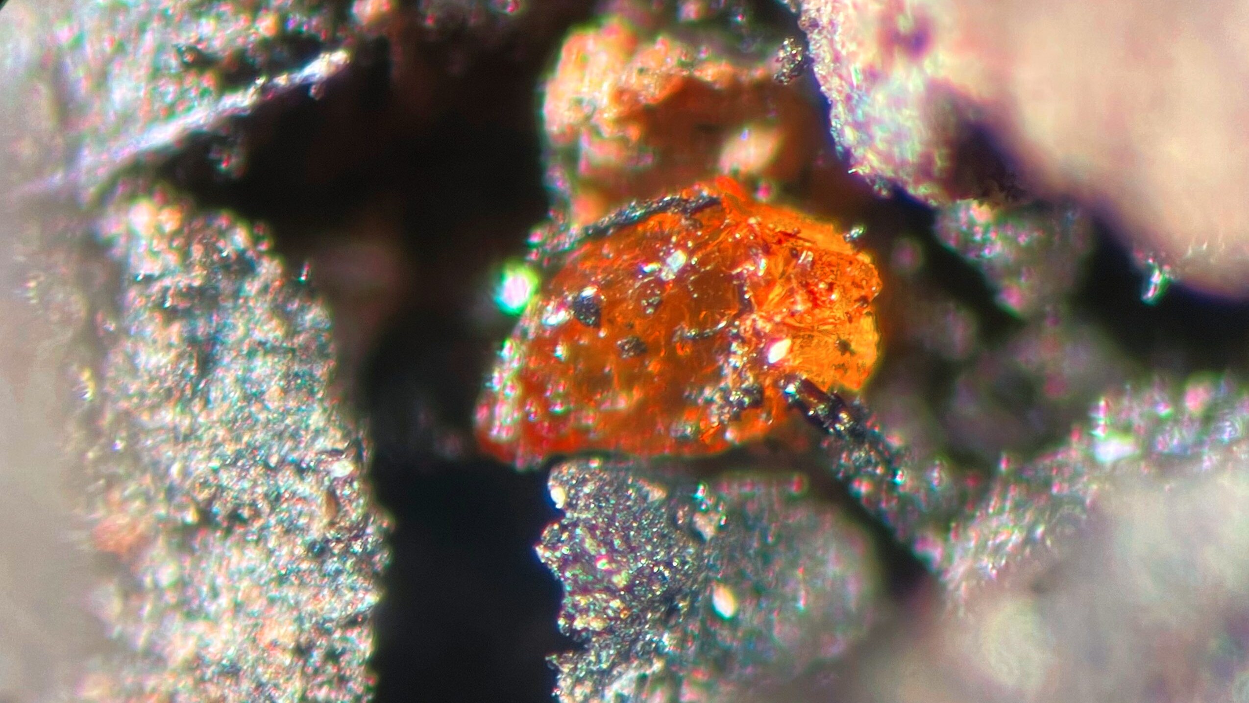 ambra antartide