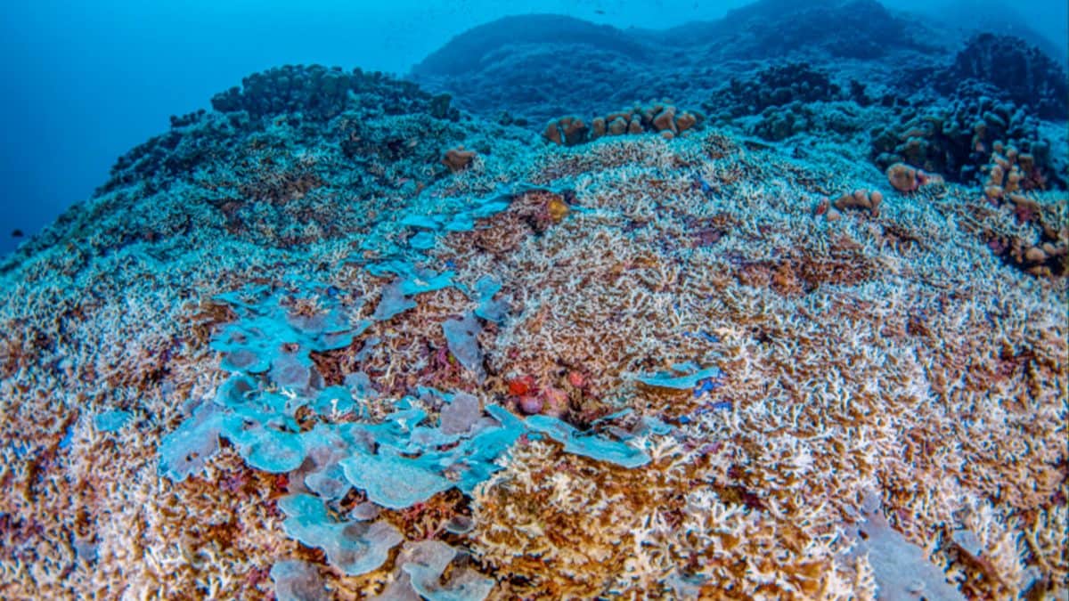 corallo piu grande salomone