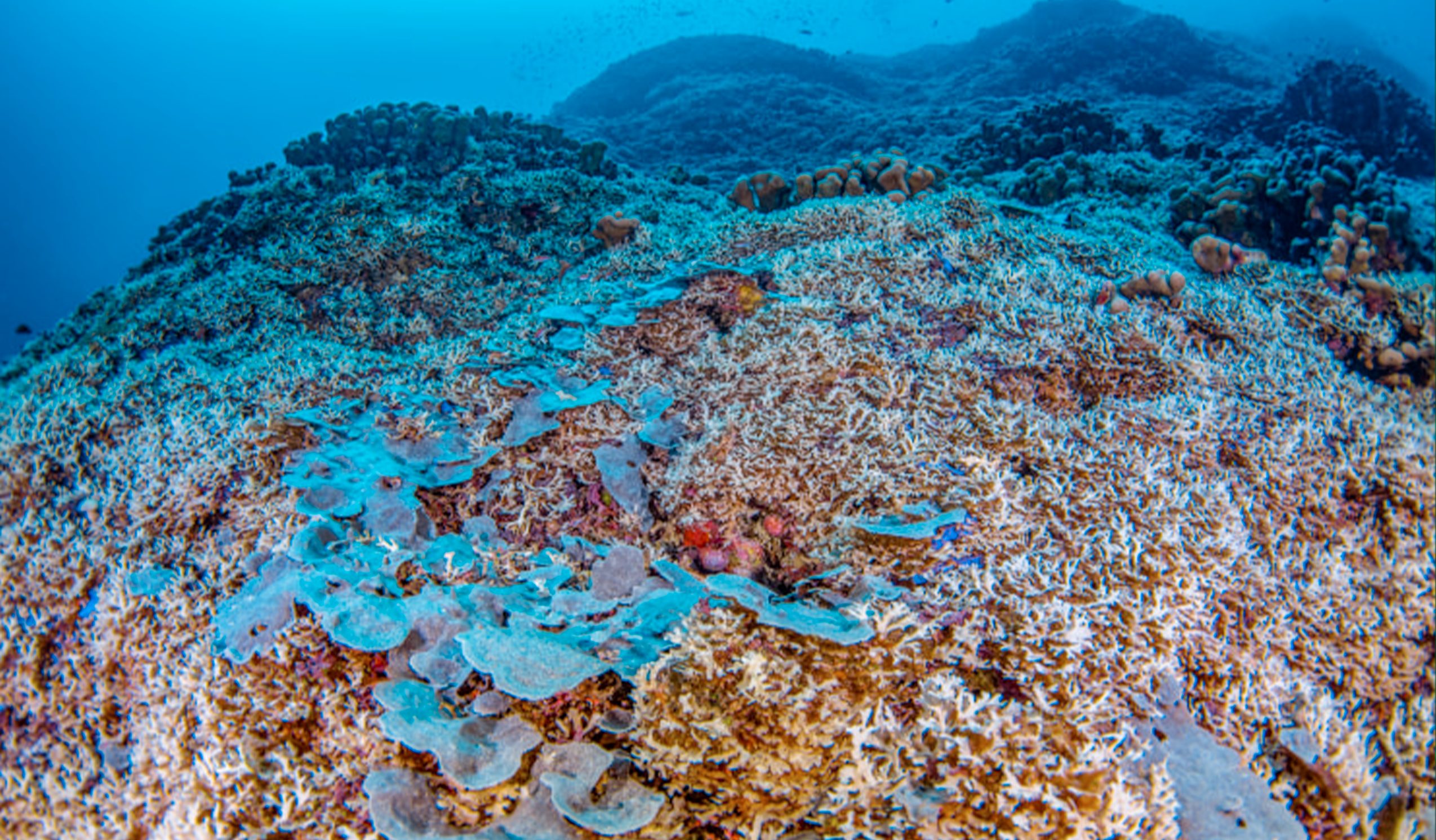 corallo piu grande salomone
