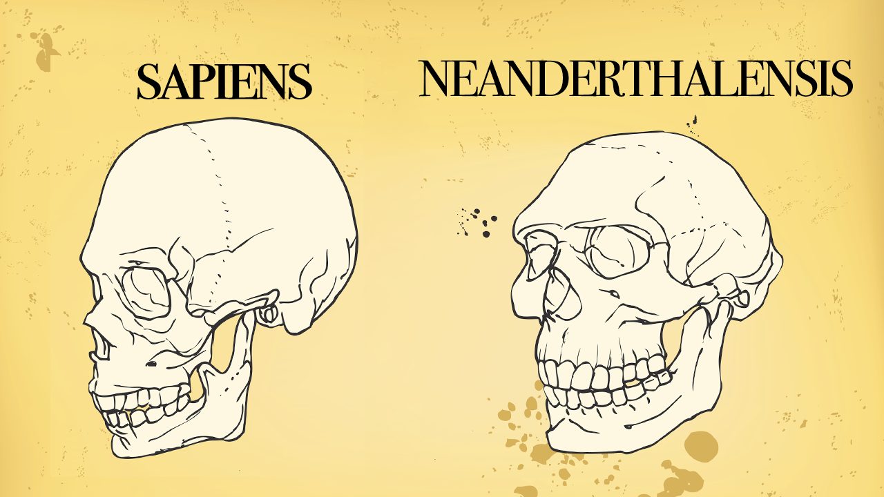 Cranio De Homo Sapiens Neanderthalensis Un Gene Ci Ha Permesso Di Cranio De Homo Sapiens Neanderthalensis Un Gene Ci Ha Permesso Di