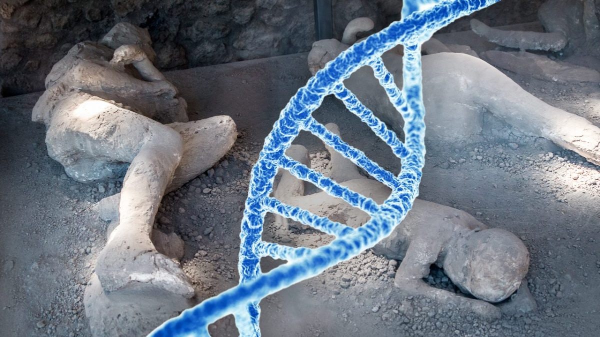 nuove scoperte calchi pompei studio dna