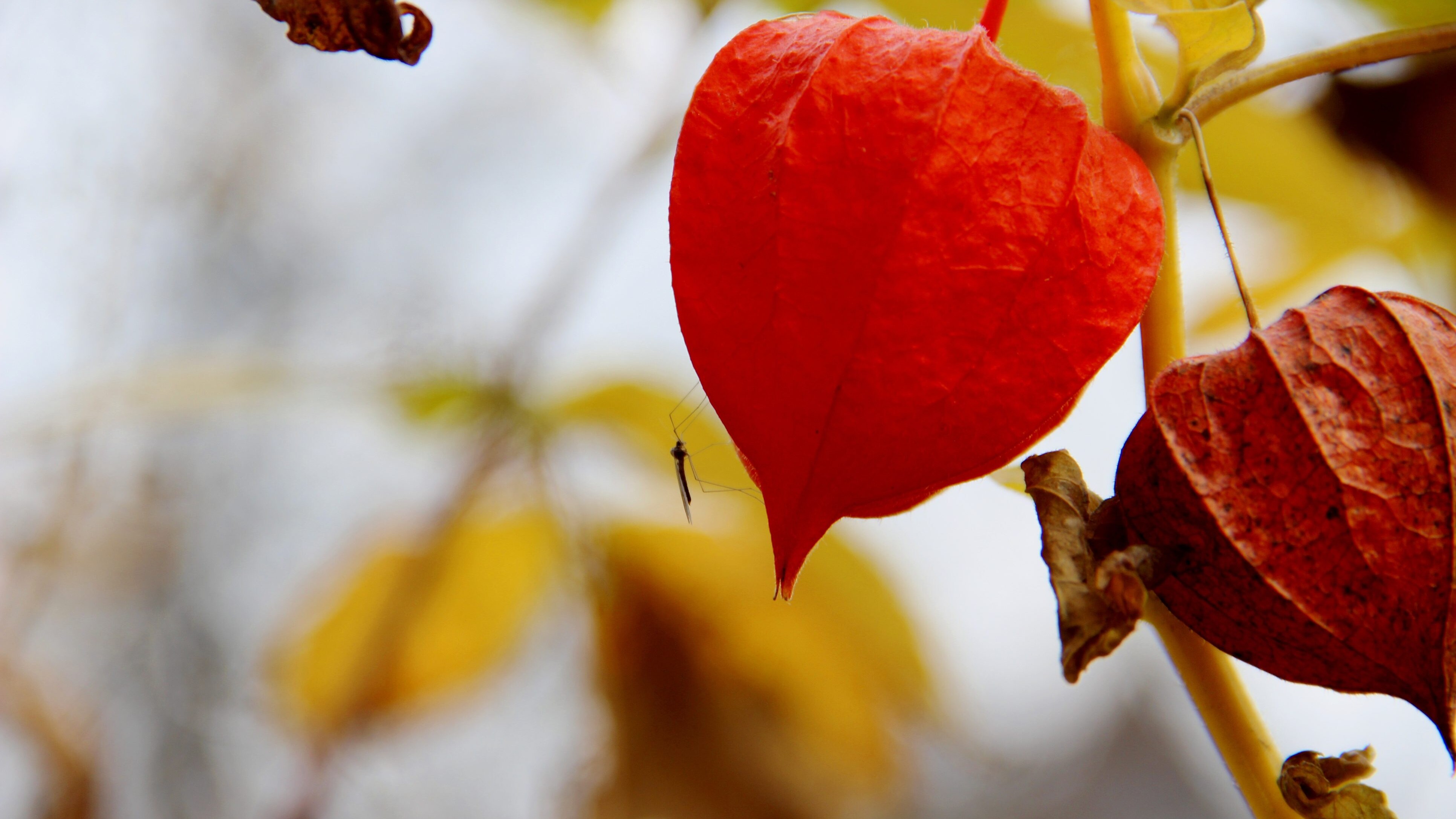 zanzare autunno inverno