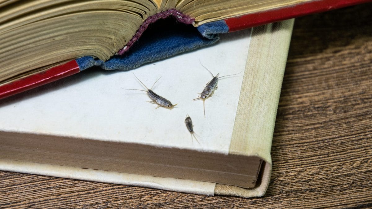 Pesciolini d'argento