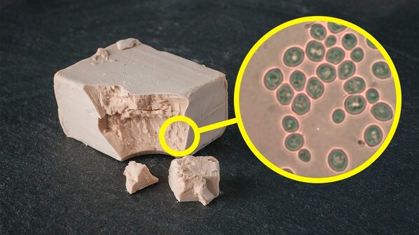 lievito di birra al microscopio immagini