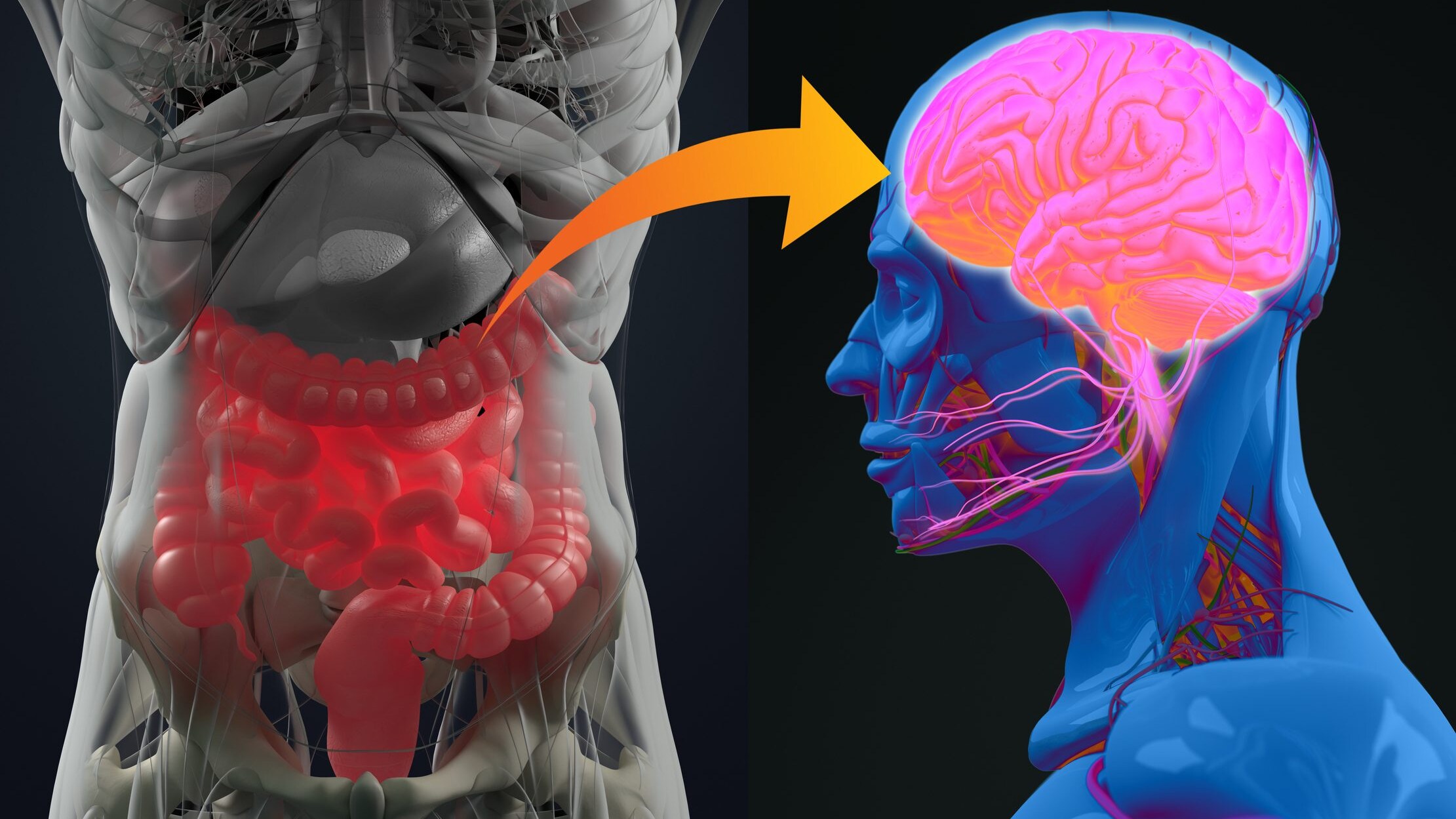 Interazione intestino-cervello
