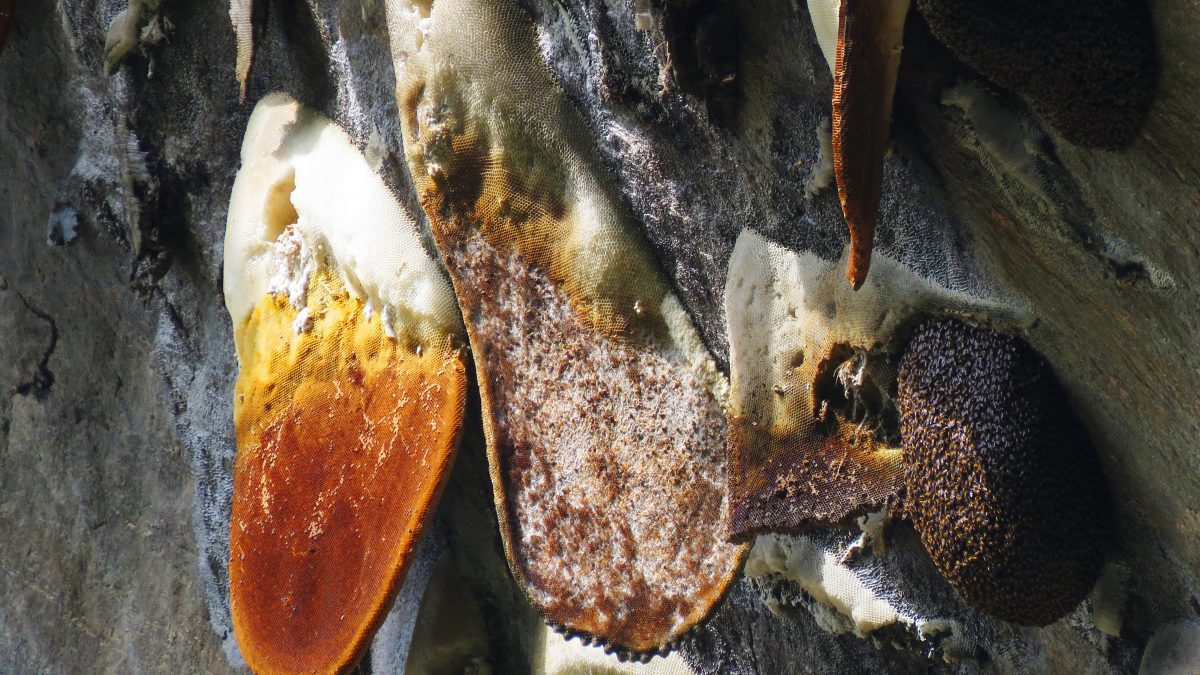 Miele pazzo Himalaya