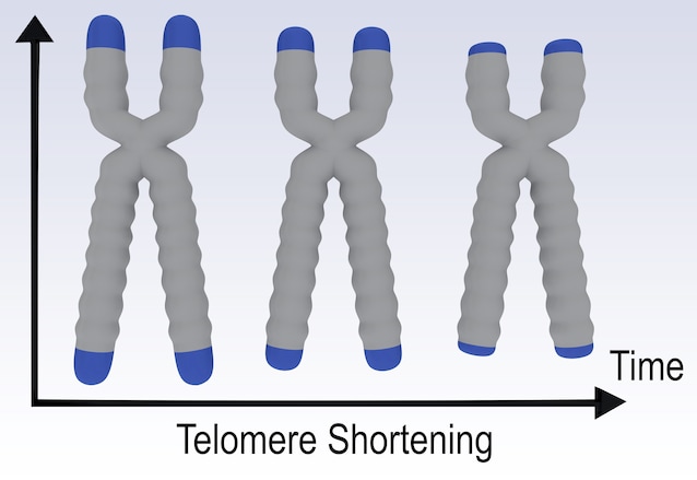 Accorciamento telomeri