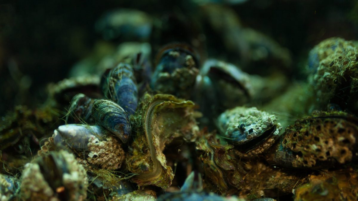 Bivalve cozze biomonitoraggio