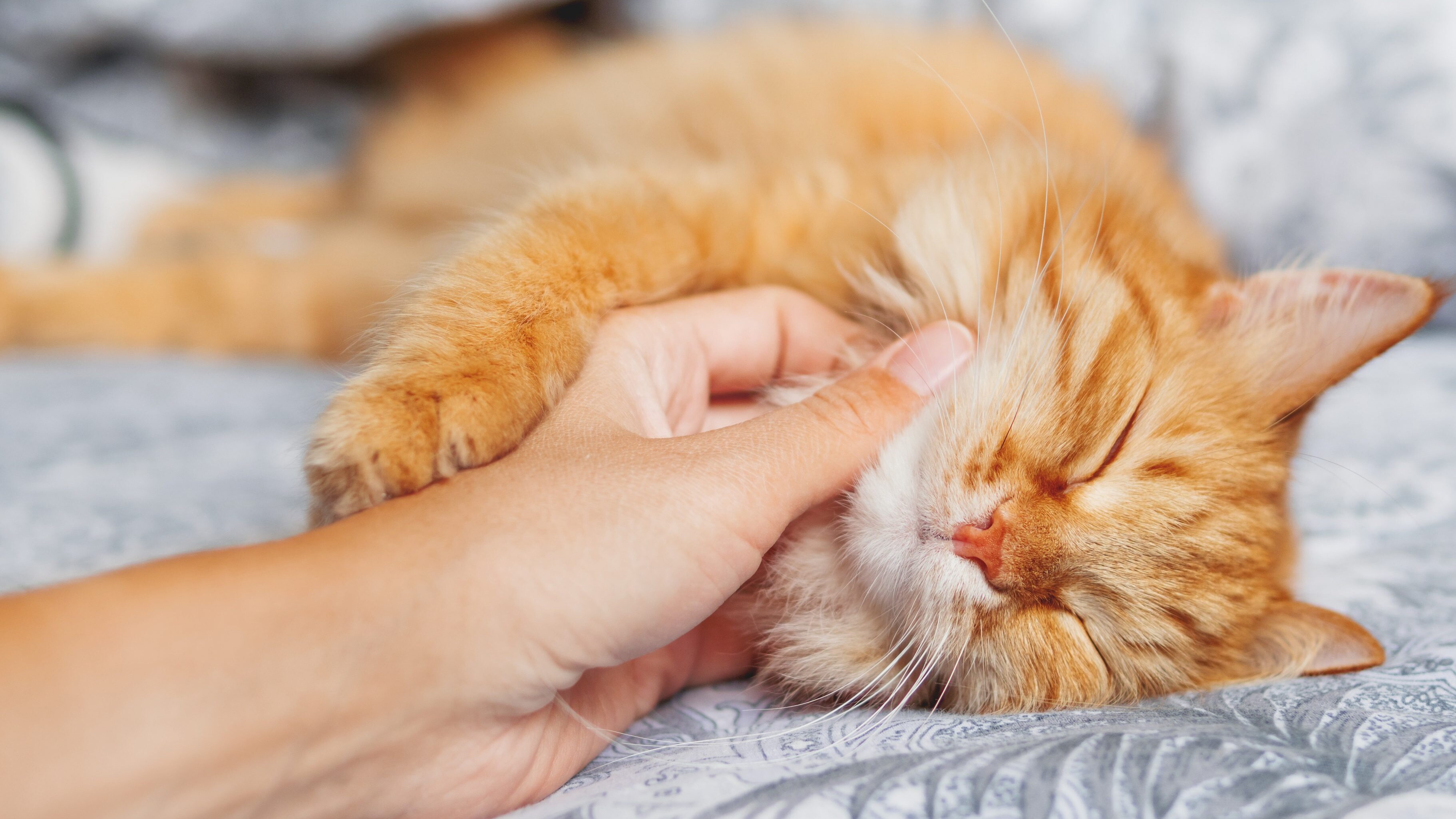 Gatto fusa