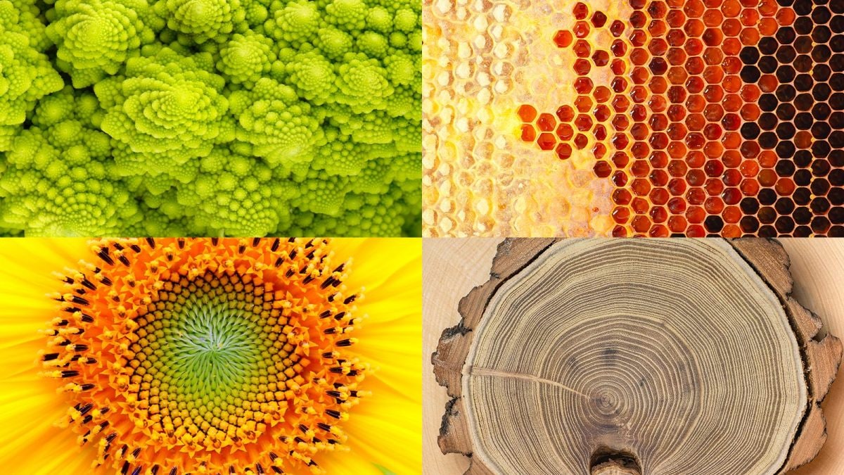 la matematica in natura