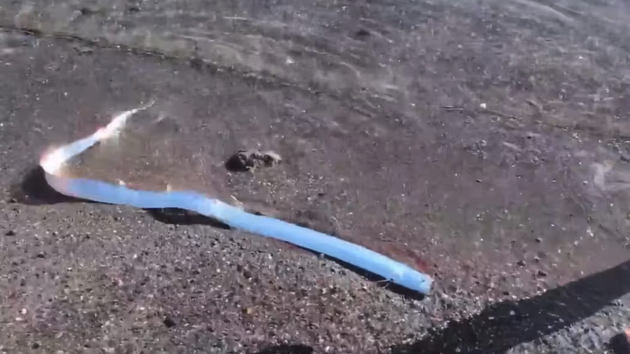 pesce remo messico