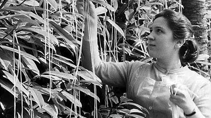 albero spaghetti bufala 1 aprile