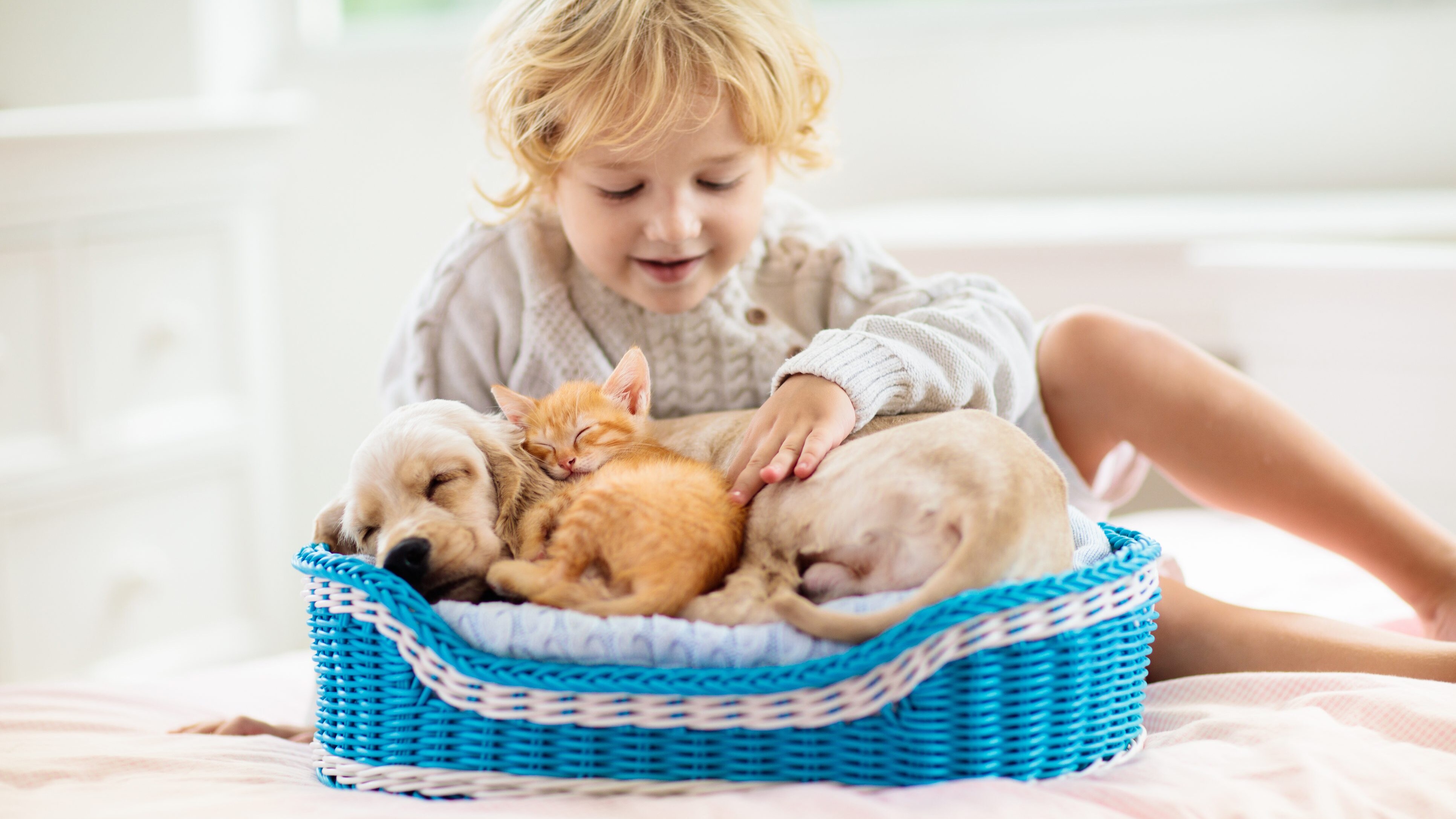 Animali domestici e sistema immunitario