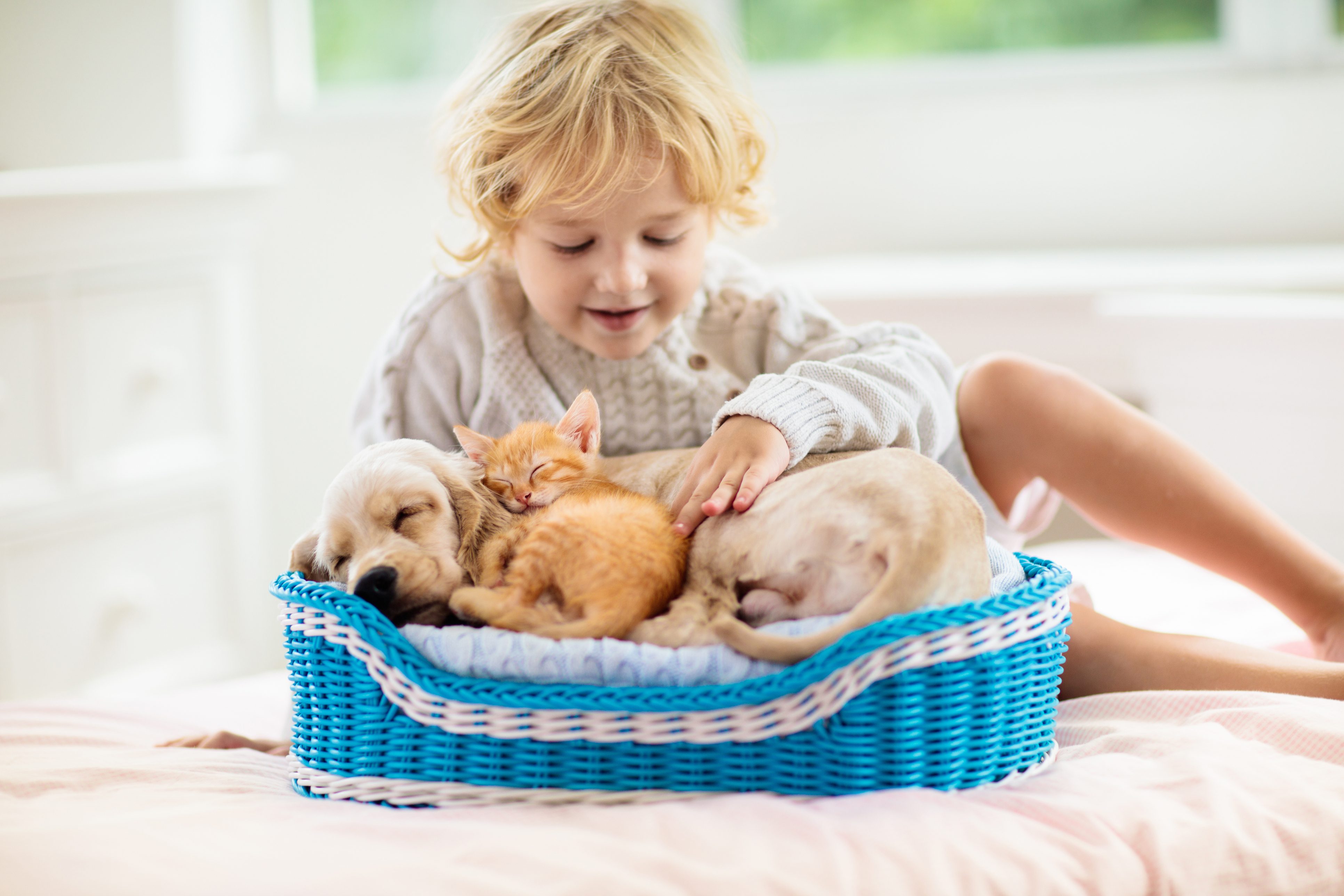 Animali domestici e sistema immunitario