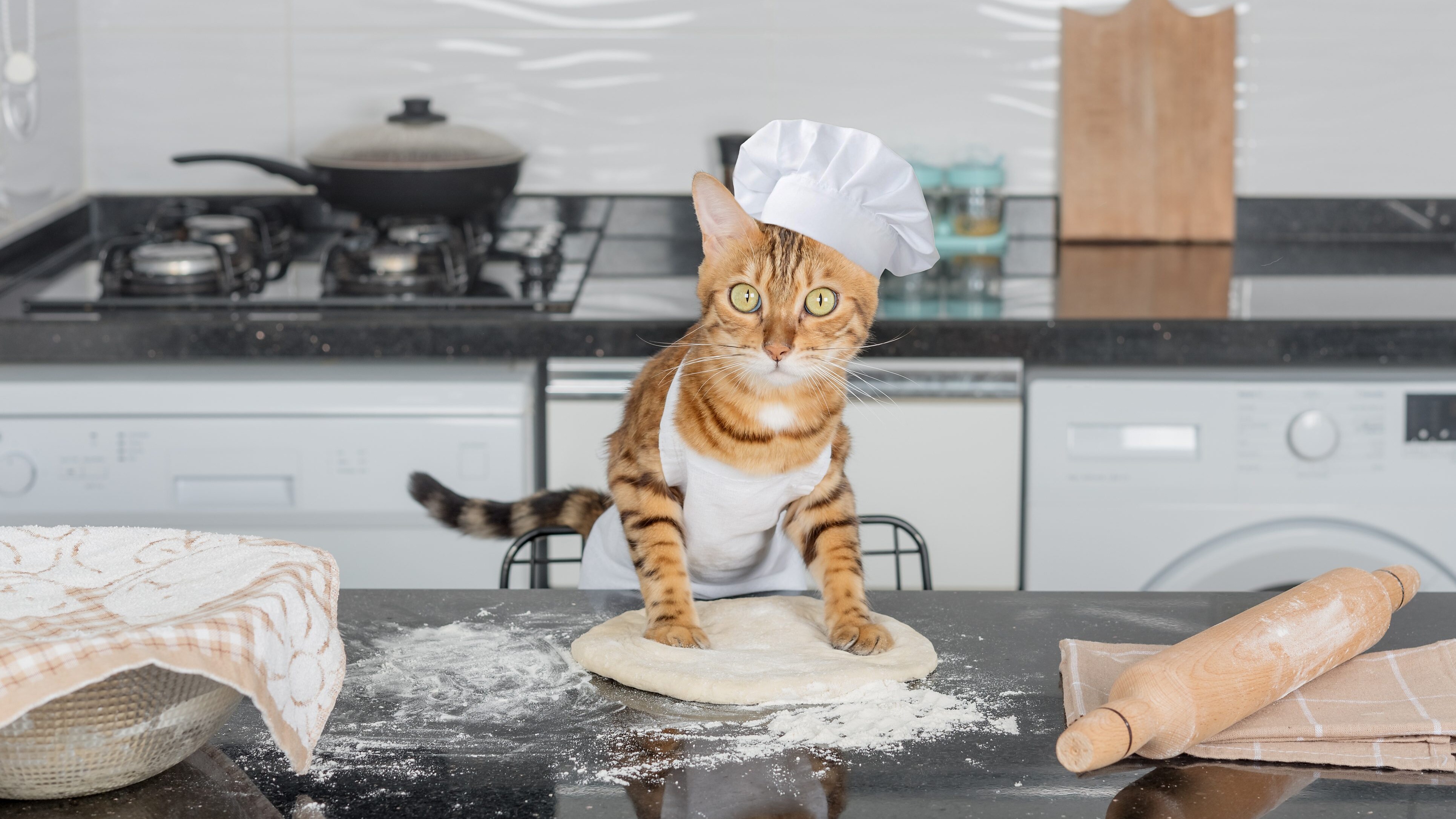 Gatto fa la pasta