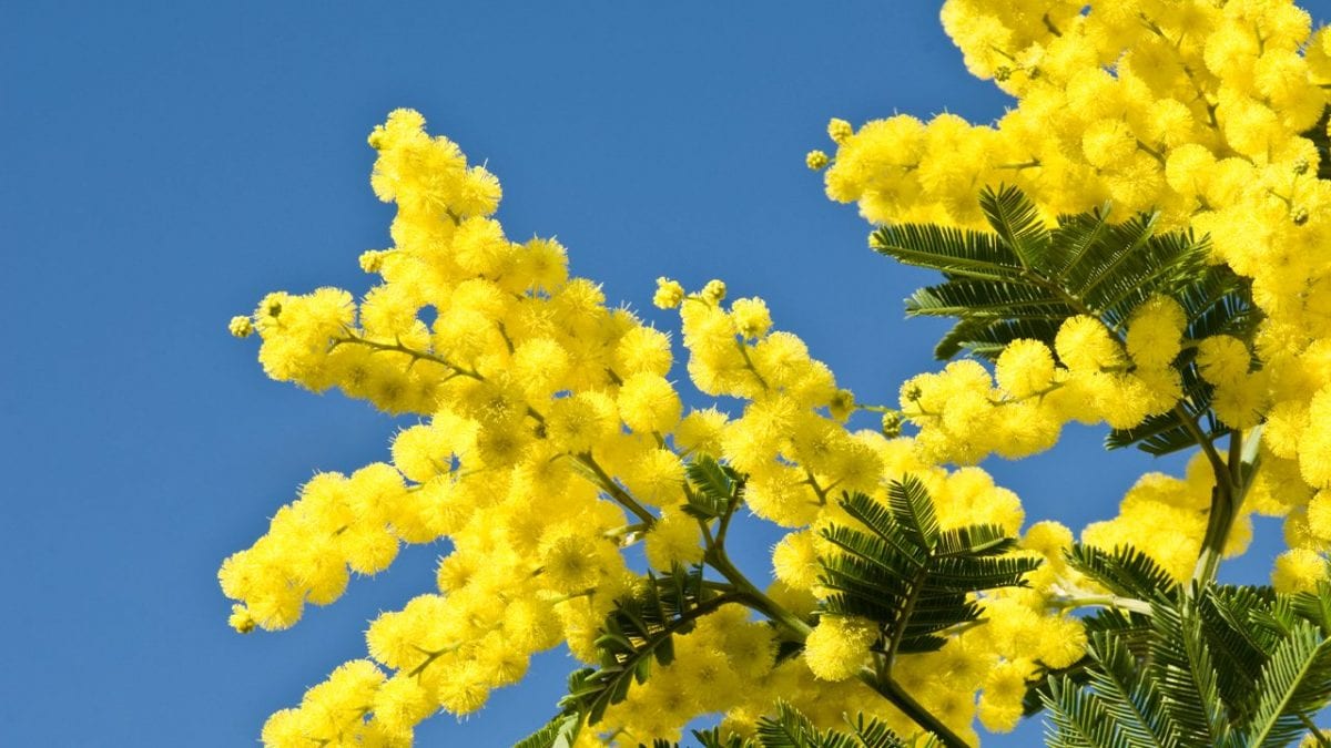 Giornata internazionale della Donna